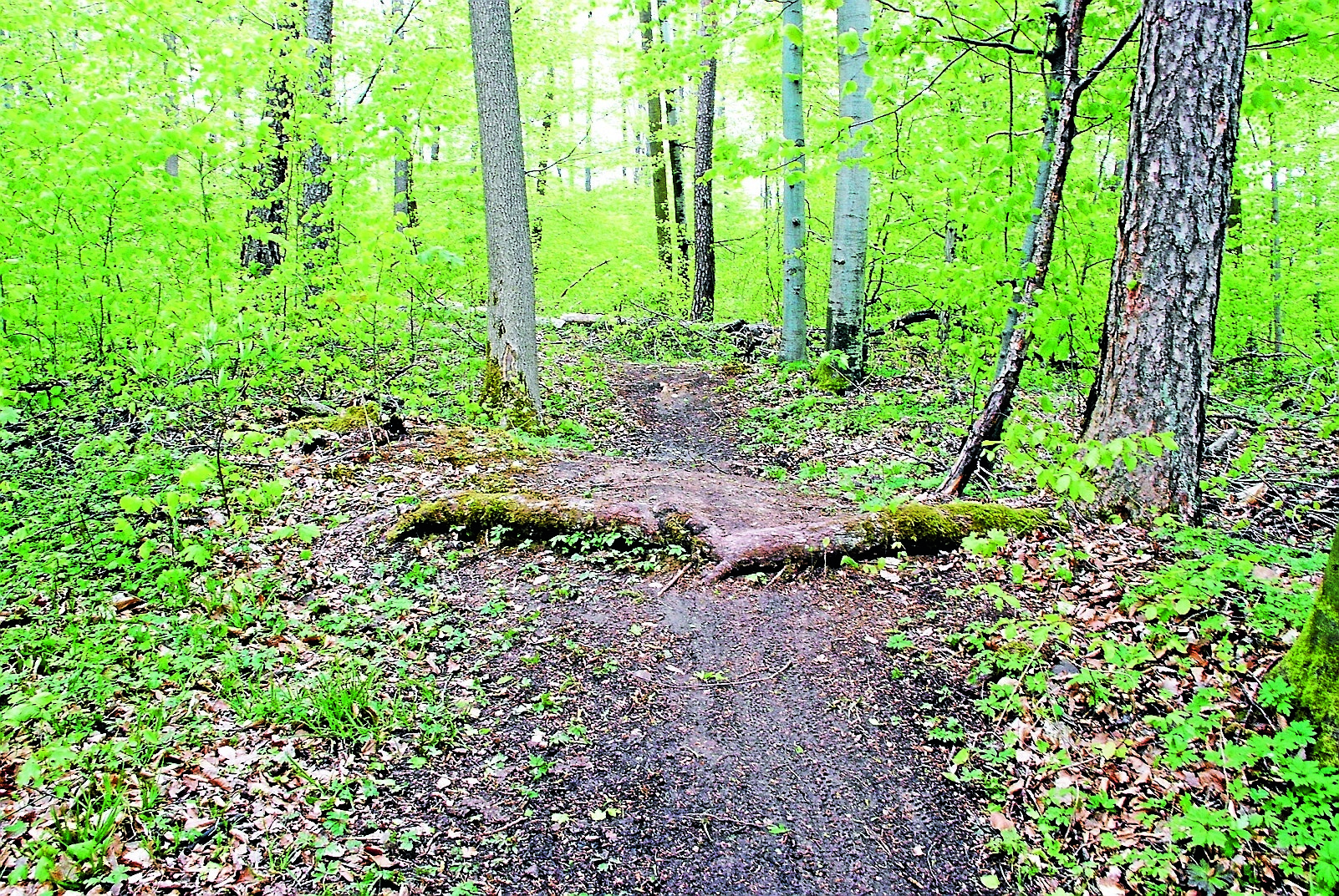 Anspruchsvolle und legale Trails für Mountainbiker geplant