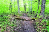 Ofi24_KW39_Schäden durch MTB-Fahrer im Wald_Foto Peter Stotz