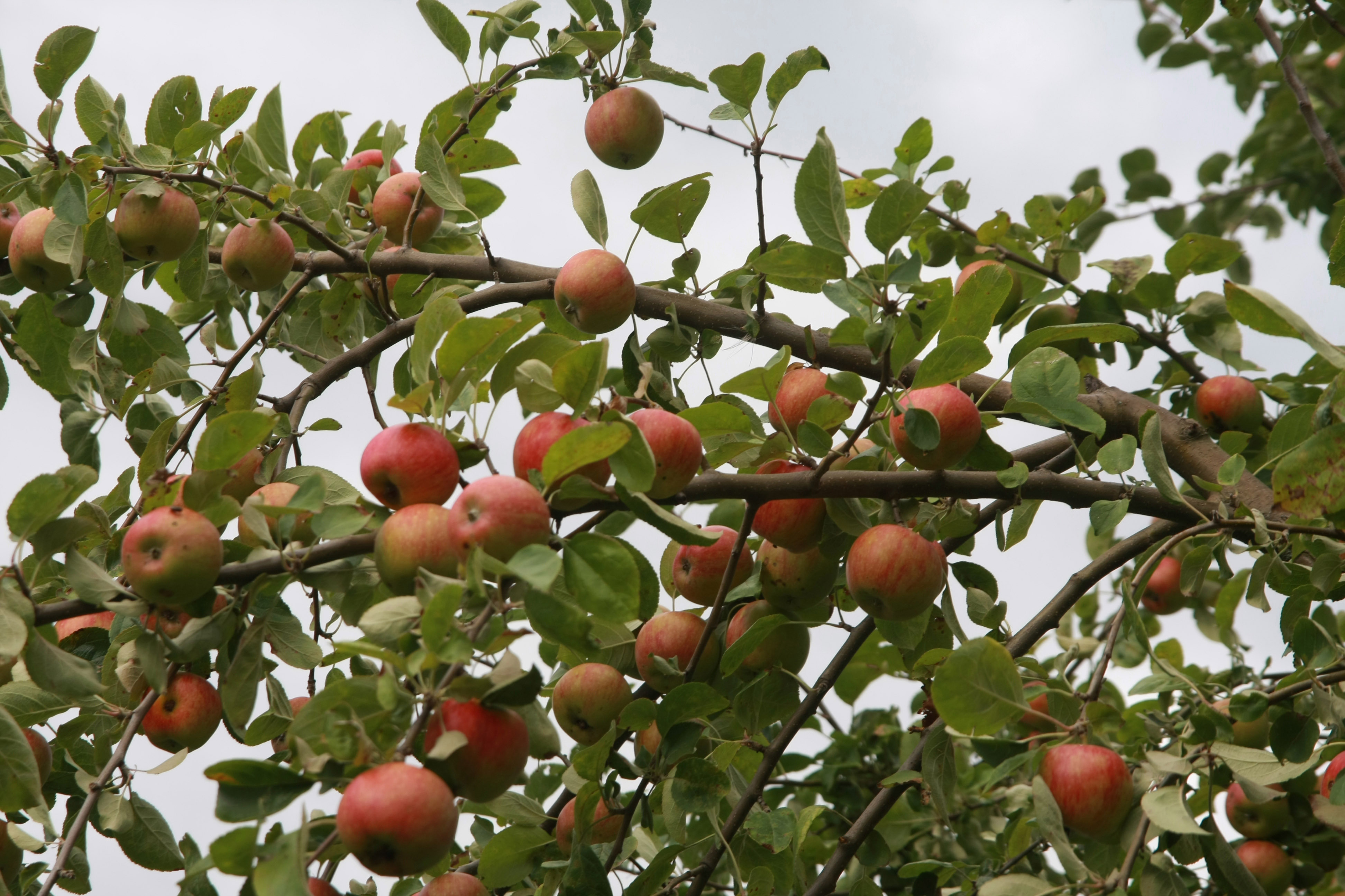 Obstvergabe von Äpfeln, Birnen und Walnüssen